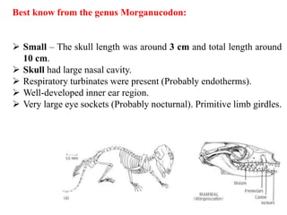 Best know from the genus Morganucodon:
 Small – The skull length was around 3 cm and total length around
10 cm.
 Skull had large nasal cavity.
 Respiratory turbinates were present (Probably endotherms).
 Well-developed inner ear region.
 Very large eye sockets (Probably nocturnal). Primitive limb girdles.
 