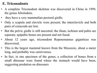 E. Triconodonts
• A complete Triconodont skeleton was discovered in China in 1999,
the genus Jeholodens.
• they have a very mammalian pectoral girdle.
• Only a scapula and clavicle were present; the interclavicle and both
pairs of coracoids are lost.
• But the pelvic girdle is still ancestral; the ilium, ischium and pubis are
separate, epipubic bones are present and not fused.
• About 12 years ago, triconodont Repenomamus giganticus was
discovered,
• This is the largest mammal known from the Mesozoic, about a meter
long, and probably was carnivorous.
• In fact, in one specimen of the genus, a collection of bones from a
small dinosaur were found where the stomach would have been,
suggesting predation on dinosaurs
 