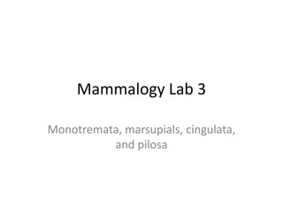 Mammalogy Lab 3 Monotremata, marsupials, cingulata, and pilosa 