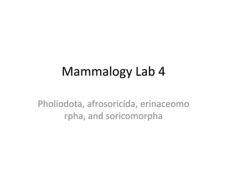 Mammalogy Lab 4 Pholiodota, afrosoricida, erinaceomorpha, and soricomorpha 