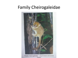 Family Cheirogaleidae