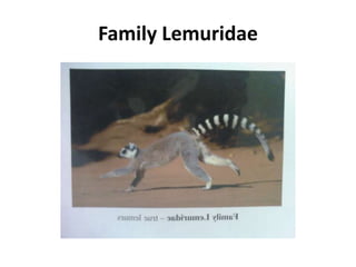 Family Lemuridae