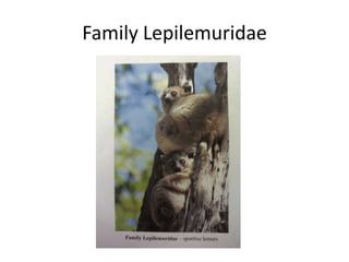 Family Lepilemuridae