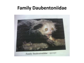 Family Daubentoniidae