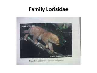 Family Lorisidae