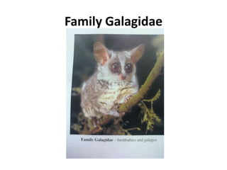 Family Galagidae