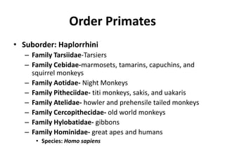 Order PrimatesSuborder: HaplorrhiniFamily Tarsiidae-TarsiersFamily Cebidae-marmosets, tamarins, capuchins, and squirrel monkeysFamily Aotidae- Night MonkeysFamily Pitheciidae-titi monkeys, sakis, and uakarisFamily Atelidae- howler and prehensile tailed monkeysFamily Cercopithecidae- old world monkeysFamily Hylobatidae- gibbonsFamily Hominidae- great apes and humansSpecies: Homo sapiens