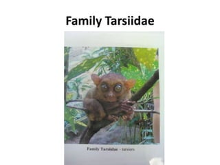 Family Tarsiidae