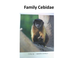Family Cebidae