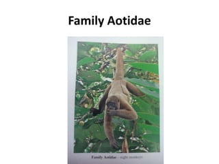 Family Aotidae