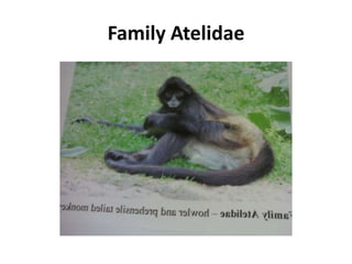 Family Atelidae