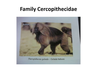 Family Cercopithecidae