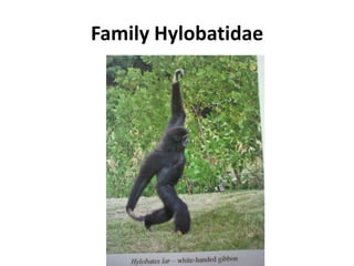 Family Hylobatidae