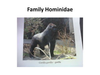 Family Hominidae