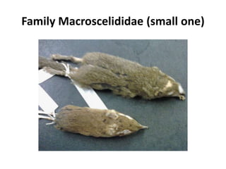 Family Macroscelididae (small one)