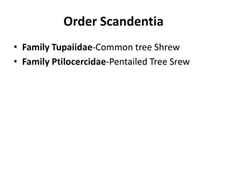 Order ScandentiaFamily Tupaiidae-Common tree ShrewFamily Ptilocercidae-Pentailed Tree Srew