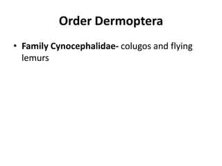Order DermopteraFamily Cynocephalidae- colugos and flying lemurs