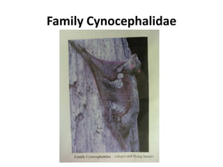 Family Cynocephalidae