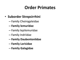 Order PrimatesSuborder StrepsirrhiniFamily CheirogaleidaeFamily lemuridaeFamily lepilemuridaeFamily IndriidaeFamily DaubentoniidaeFamily LorisidaeFamily Galagidae