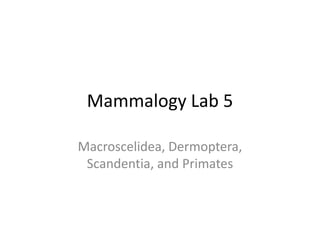 Mammalogy Lab 5 Macroscelidea, Dermoptera, Scandentia, and Primates 