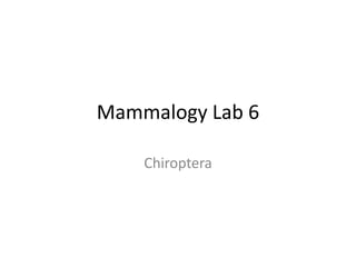 Mammalogy Lab 6 Chiroptera 