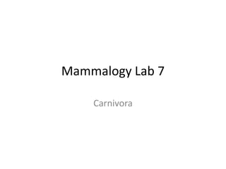 Mammalogy Lab 7 Carnivora 