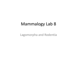Mammalogy Lab 8 Lagomorpha and Rodentia 