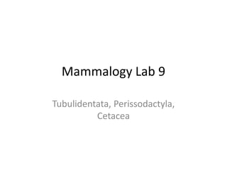 Mammalogy Lab 9,[object Object],Tubulidentata, Perissodactyla, Cetacea,[object Object]