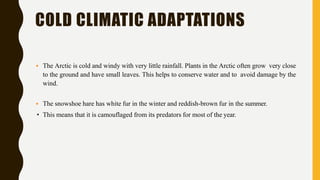COLD CLIMATIC ADAPTATIONS
 The Arctic is cold and windy with very little rainfall. Plants in the Arctic often grow very close
to the ground and have small leaves. This helps to conserve water and to avoid damage by the
wind.
 The snowshoe hare has white fur in the winter and reddish-brown fur in the summer.
• This means that it is camouflaged from its predators for most of the year.
 