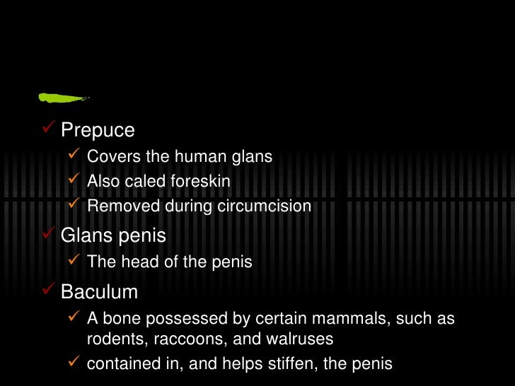 mammalian reproduction Epipubic bones, a feature that strongly influenced the reproduction of most mammal clades, are first found in tritylodontidae. mammalian reproduction Epipubic bones, a feature that strongly influenced the reproduction of most mammal clades, are first found in tritylodontidae.