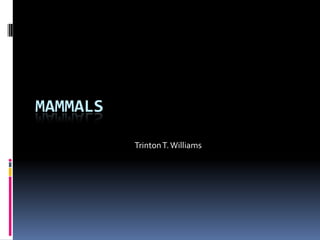 Mammals Trinton T. Williams 