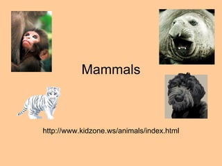 Mammals http://www.kidzone.ws/animals/index.html 