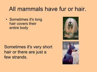 Mammals Ppt Free Download