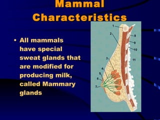 Mammal Characteristics All mammals have special sweat glands that are modified for producing milk, called Mammary glands 