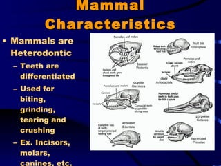 Mammal Characteristics Mammals are Heterodontic Teeth are differentiated Used for biting, grinding, tearing and crushing Ex. Incisors, molars, canines, etc. 