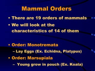Mammal Orders   There are 19 orders of mammals We will look at the characteristics of 14 of them Order: Monotremata Lay Eggs (Ex. Echidna, Platypus) Order: Marsupiala Young grow in pouch (Ex. Koala) 