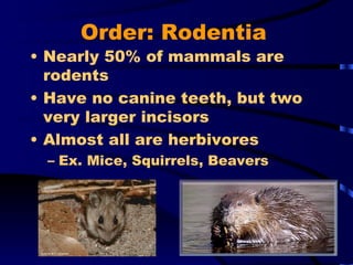 Order: Rodentia Nearly 50% of mammals are rodents Have no canine teeth, but two very larger incisors Almost all are herbivores Ex. Mice, Squirrels, Beavers 