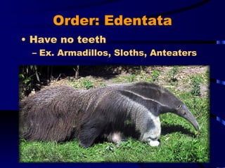 Order: Edentata Have no teeth Ex. Armadillos, Sloths, Anteaters 