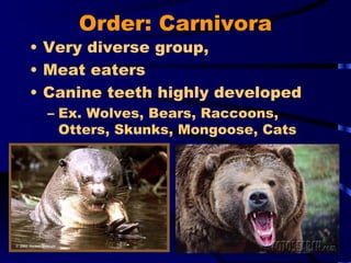 Order: Carnivora Very diverse group, Meat eaters Canine teeth highly developed Ex. Wolves, Bears, Raccoons, Otters, Skunks, Mongoose, Cats 