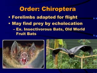 Order: Chiroptera Forelimbs adapted for flight May find prey by echolocation Ex. Insectivorous Bats, Old World Fruit Bats 