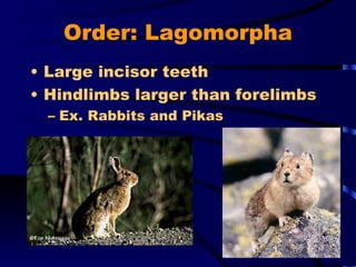 Order: Lagomorpha Large incisor teeth Hindlimbs larger than forelimbs Ex. Rabbits and Pikas 
