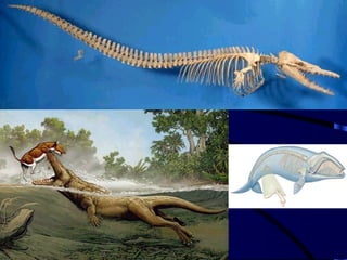 Order: Cetacea Fully aquatic mammals Vestigial pelvic bones Evolved from a wolf/bear-like land mammal 