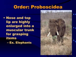 Order: Proboscidea Nose and top lip are highly enlarged into a muscular trunk for grasping items Ex. Elephants 