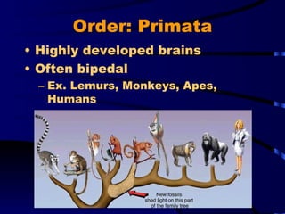 Order: Primata Highly developed brains Often bipedal Ex. Lemurs, Monkeys, Apes, Humans 