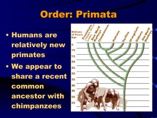 Order: Primata Humans are relatively new primates We appear to share a recent common ancestor with chimpanzees 