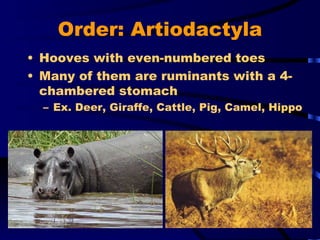Order: Artiodactyla Hooves with even-numbered toes Many of them are ruminants with a 4-chambered stomach Ex. Deer, Giraffe, Cattle, Pig, Camel, Hippo 