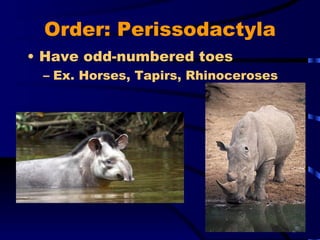 Order: Perissodactyla Have odd-numbered toes Ex. Horses, Tapirs, Rhinoceroses 