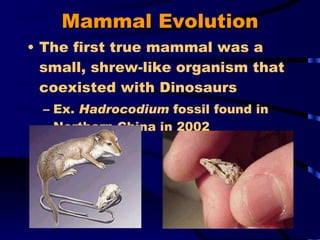 Mammal Evolution The first true mammal was a small, shrew-like organism that coexisted with Dinosaurs Ex.  Hadrocodium  fossil found in Northern China in 2002 