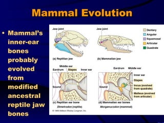 Mammal Evolution Mammal’s inner-ear bones probably evolved from modified ancestral reptile jaw bones 