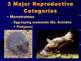 3 Major Reproductive Categories Monotremes Egg-laying mammals (Ex. Echidna + Platypus) 